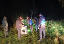 VIDEO: Râsul prins în curtea unui localnic din Runcu, eliberat și monitorizat cu un dispozitiv GPS