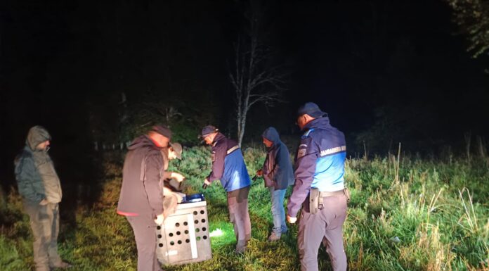 VIDEO: Râsul prins în curtea unui localnic din Runcu, eliberat și monitorizat cu un dispozitiv GPS