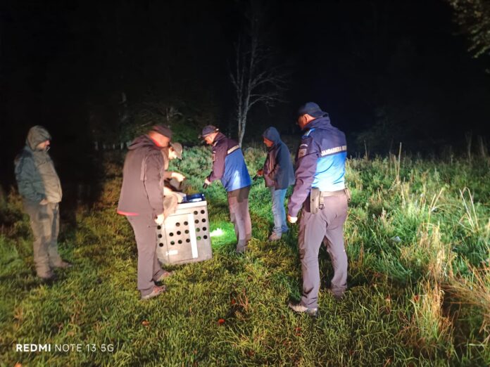 VIDEO: Râsul prins în curtea unui localnic din Runcu, eliberat și monitorizat cu un dispozitiv GPS