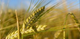 Agricultura pe înţelesul tuturor – Înființarea culturilor de toamnă