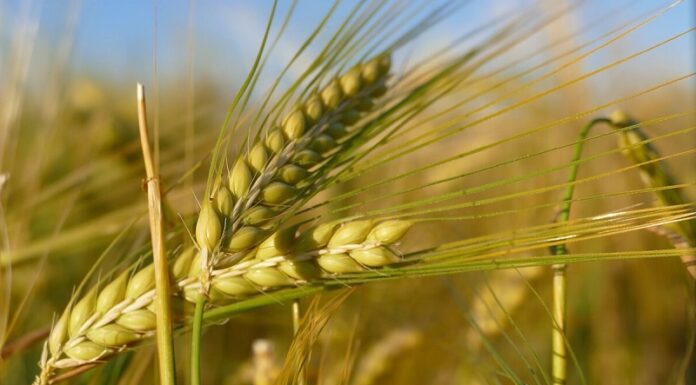 Agricultura pe înţelesul tuturor – Înființarea culturilor de toamnă