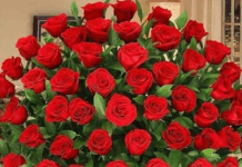 Întru cinstită neuitare, Domnului Redactor-Şef DUMITRU PRUNĂ!