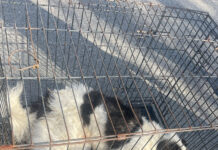 Încă un câine lovit de mașină, dus de autorități la o clinică veterinară