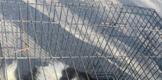 Încă un câine lovit de mașină, dus de autorități la o clinică veterinară