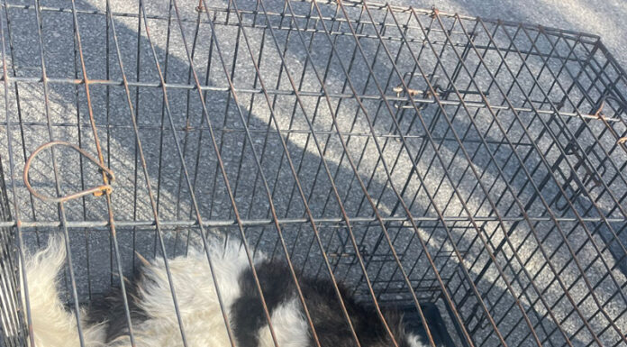 Încă un câine lovit de mașină, dus de autorități la o clinică veterinară