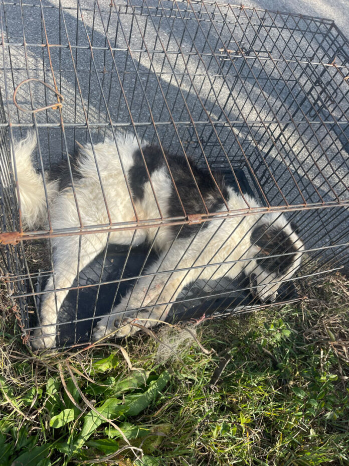 Încă un câine lovit de mașină, dus de autorități la o clinică veterinară