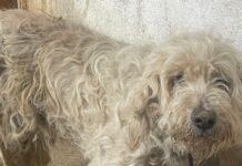 Încă doi câini salvați de Protecția Animalelor Gorj