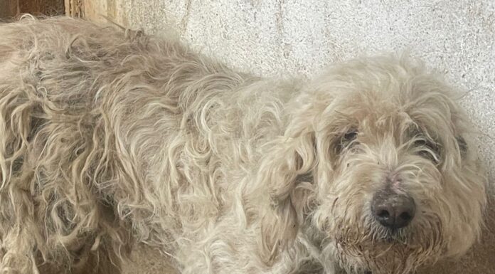 Încă doi câini salvați de Protecția Animalelor Gorj