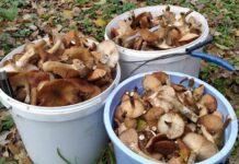 Recolte slabe de ciuperci și trufe în pădurile din Gorj