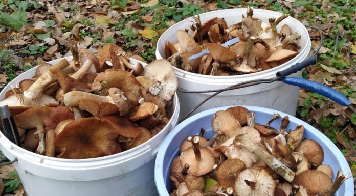 Recolte slabe de ciuperci și trufe în pădurile din Gorj