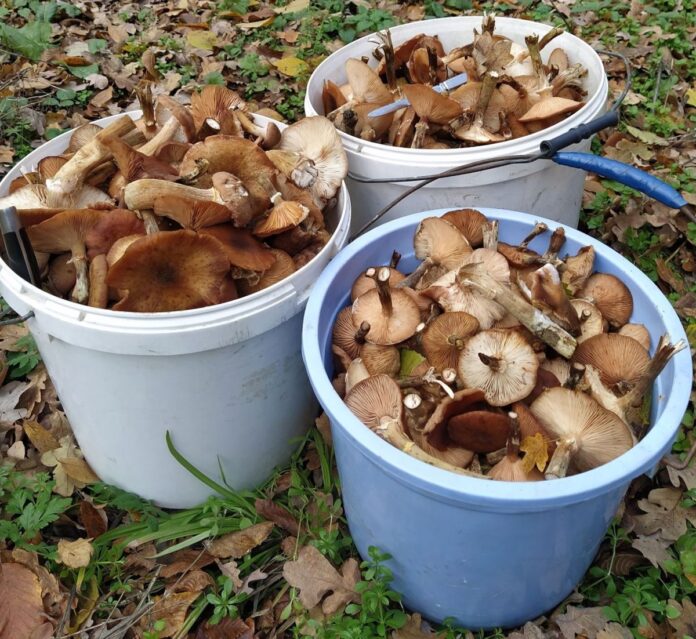 Recolte slabe de ciuperci și trufe în pădurile din Gorj