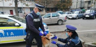 Bilanțul polițiștilor de la Protecția Animalelor: Cinci bărbați reținuți și amenzi de aproape 35.000 de lei