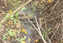 Firmă din Cărbunești amendată cu 30.000 de lei