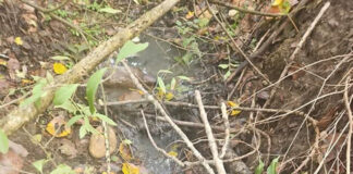 Firmă din Cărbunești amendată cu 30.000 de lei