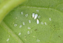 Agricultura pe înțelesul tuturor – Musculița albă, o insectă micuță, dar cu mare putere de distrugere