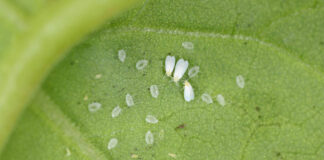 Agricultura pe înțelesul tuturor – Musculița albă, o insectă micuță, dar cu mare putere de distrugere
