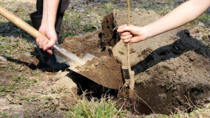 Agricultura pe înțelesul tuturor – Înființați corect plantația de pomi și arbuști fructiferi (1)