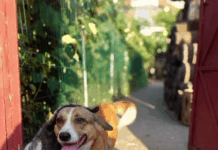 Serviciul pentru Protecția Animalelor Gorj, recunoaștere națională