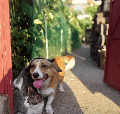 Serviciul pentru Protecția Animalelor Gorj, recunoaștere națională