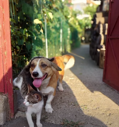 Serviciul pentru Protecția Animalelor Gorj, recunoaștere națională