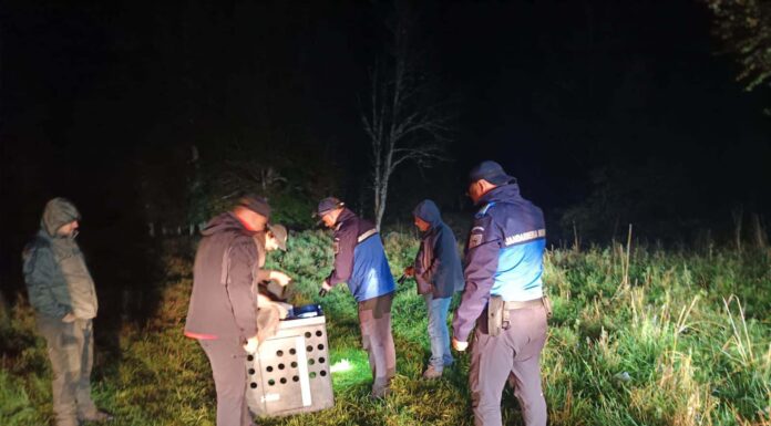 Video: Intervenţie neobişnuită pentru jandarmii gorjeni