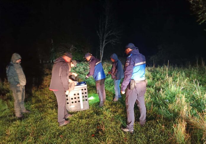 Video: Intervenţie neobişnuită pentru jandarmii gorjeni