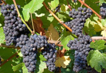 Agricultura pe înțelesul tuturor – Tehnologia de vinificare a strugurilor de H P D