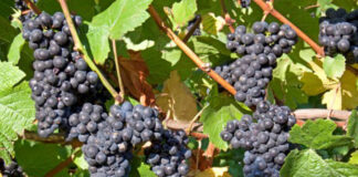 Agricultura pe înțelesul tuturor – Tehnologia de vinificare a strugurilor de H P D