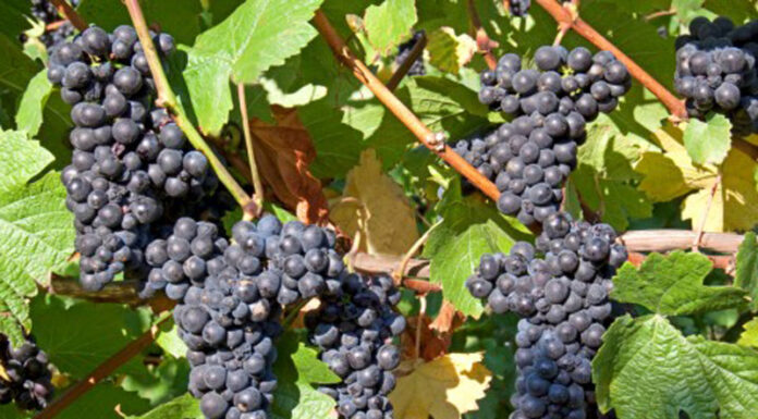 Agricultura pe înțelesul tuturor – Tehnologia de vinificare a strugurilor de H P D