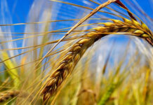 Agricultura pe înțelesul tuturor – Înființarea culturilor de toamnă