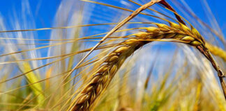 Agricultura pe înțelesul tuturor – Înființarea culturilor de toamnă