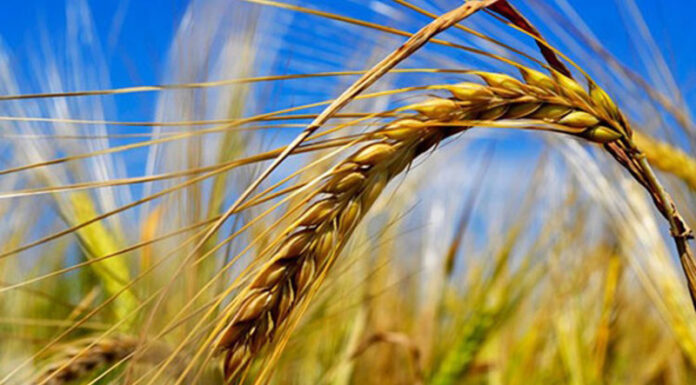 Agricultura pe înțelesul tuturor – Înființarea culturilor de toamnă