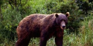 Urșii și lupii au provocat pagube de 160.000 de lei în Gorj