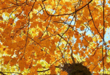 Vreme deosebit de caldă în weekend