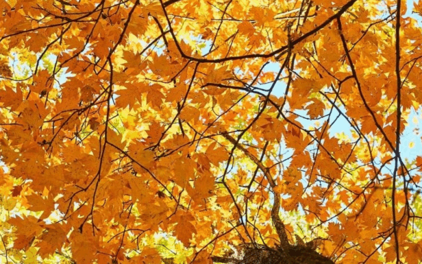 Vreme deosebit de caldă în weekend