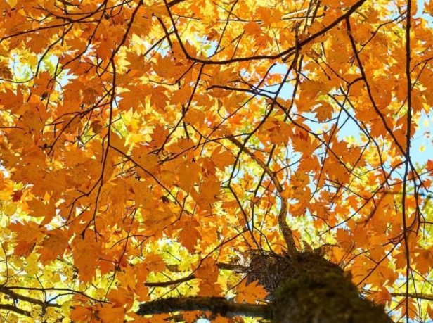 Vreme deosebit de caldă în weekend