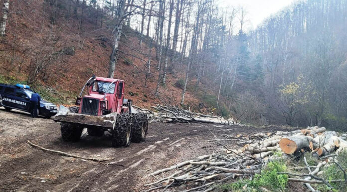Amenzi de 16.000 de lei pentru transport de bușteni prin albia unor râuri de munte