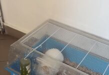 Întâmplare hazlie la Târgu-Cărbunești! Polițiștii au mers să vadă dacă un iepure „este ținut în condiții improprii” în scara unui bloc