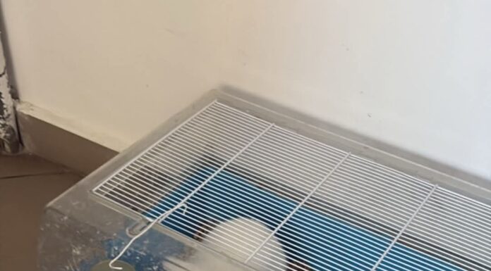 Întâmplare hazlie la Târgu-Cărbunești! Polițiștii au mers să vadă dacă un iepure „este ținut în condiții improprii” în scara unui bloc