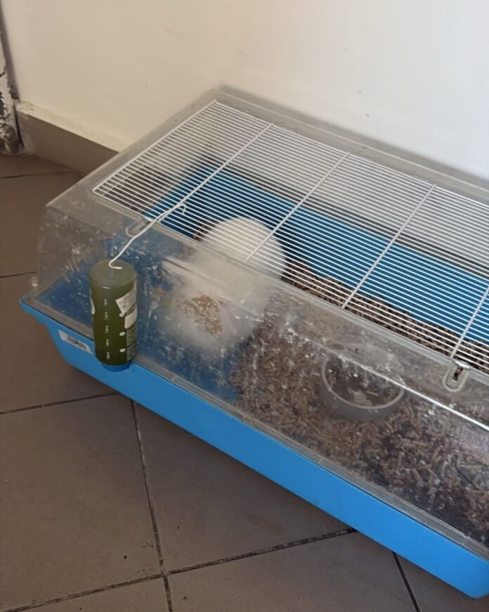 Întâmplare hazlie la Târgu-Cărbunești! Polițiștii au mers să vadă dacă un iepure „este ținut în condiții improprii” în scara unui bloc