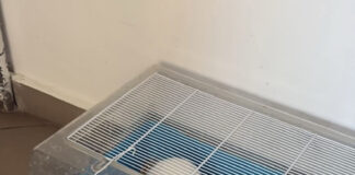 Polițiștii, în acțiune pentru a vedea dacă un iepure ,,este ținut în condiții improprii” în scara unui bloc din Târgu-Cărbunești