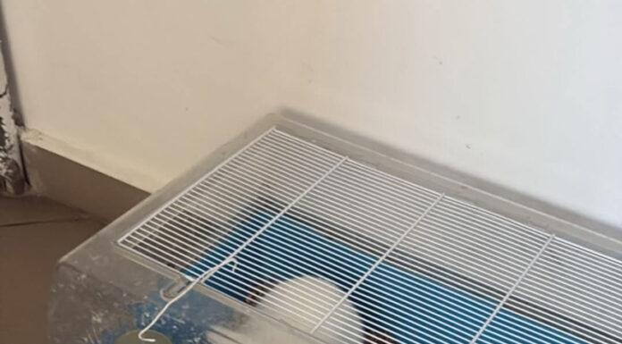 Polițiștii, în acțiune pentru a vedea dacă un iepure ,,este ținut în condiții improprii” în scara unui bloc din Târgu-Cărbunești