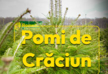 Romsilva scoate la vânzare peste 16.000 de pomi de Crăciun