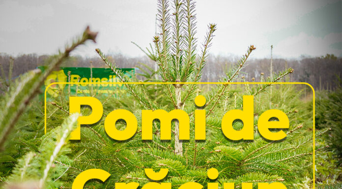 Romsilva scoate la vânzare peste 16.000 de pomi de Crăciun