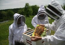 Producție zero de miere în Gorj. Apicultorii cer sprijin financiar