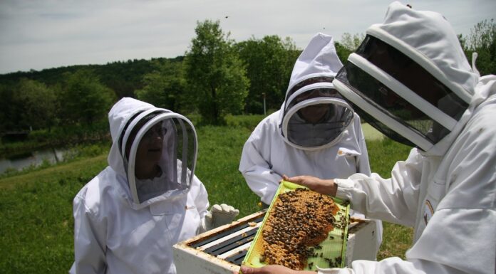 Producție zero de miere în Gorj. Apicultorii cer sprijin financiar