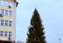 Brad natural de Crăciun, la Târgu Jiu