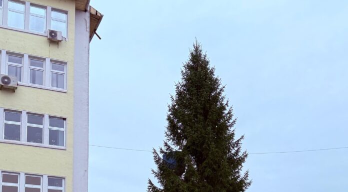 Brad natural de Crăciun, la Târgu Jiu