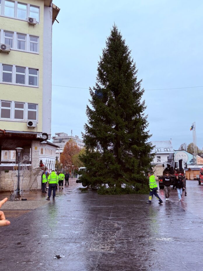 Brad natural de Crăciun, la Târgu Jiu