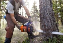 Condamnat după ce a tăiat un fag din pădurea sa